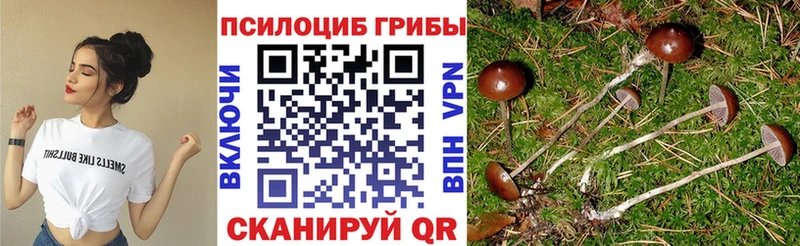 Псилоцибиновые грибы Psilocybe  Севск 